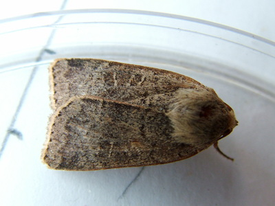 Lesser Yellow Underwing